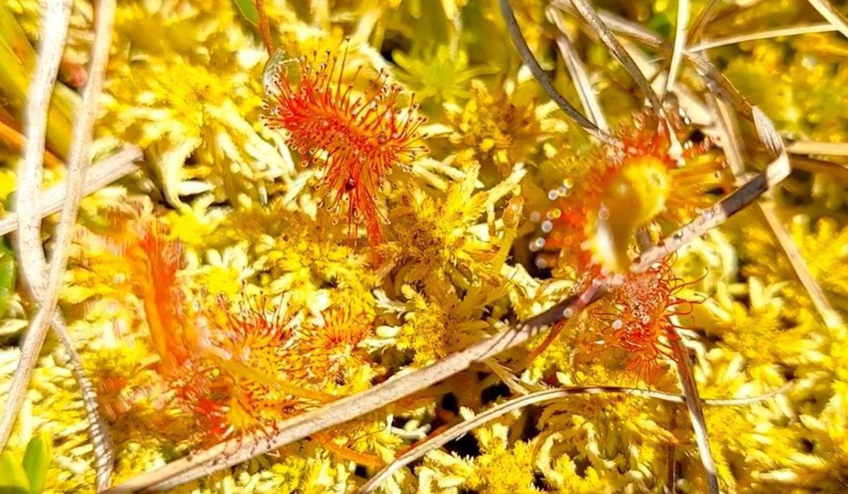 В Москве зацвело редкое насекомоядное растение
