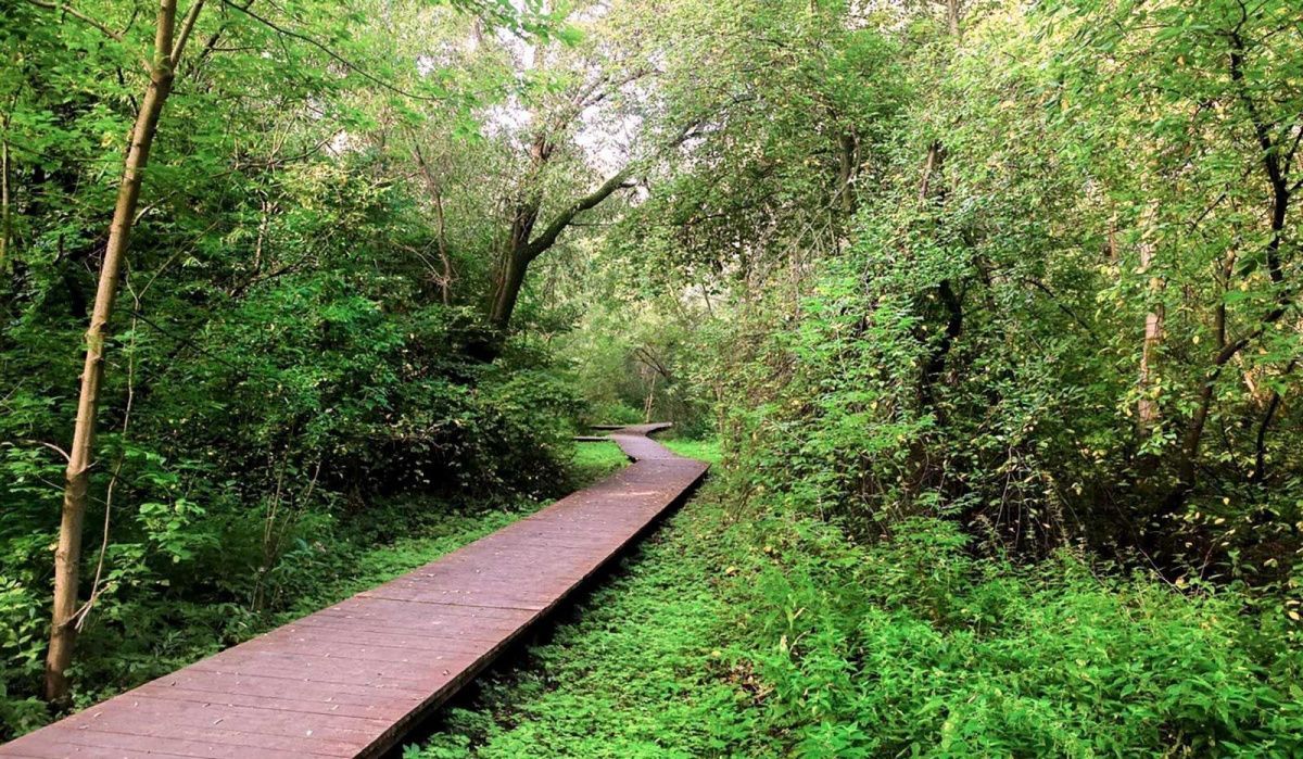 Почему важно придерживаться тропинок в лесу для защиты дикой природы