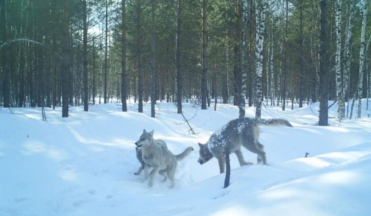В Нижегородской области увеличили награду за убийство волка