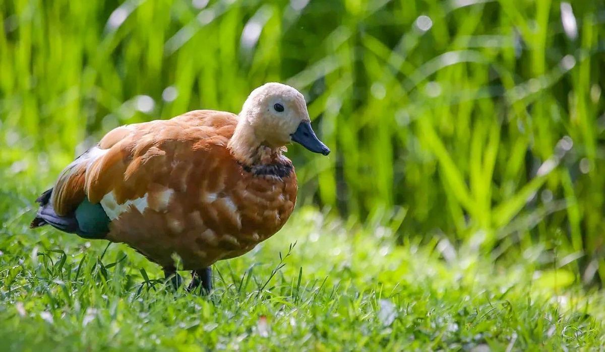 Биологи предостерегают от подкормки уток в летний период
