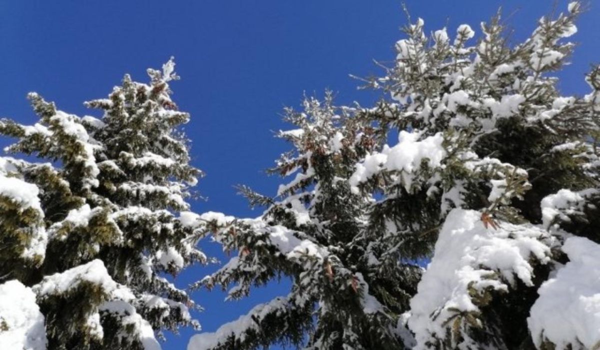 Нижегородцам разрешили рубить новогодние елки в лесничествах