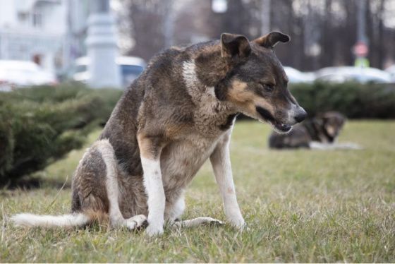Жители Новосибирска проголосовали против эвтаназии бездомных собак