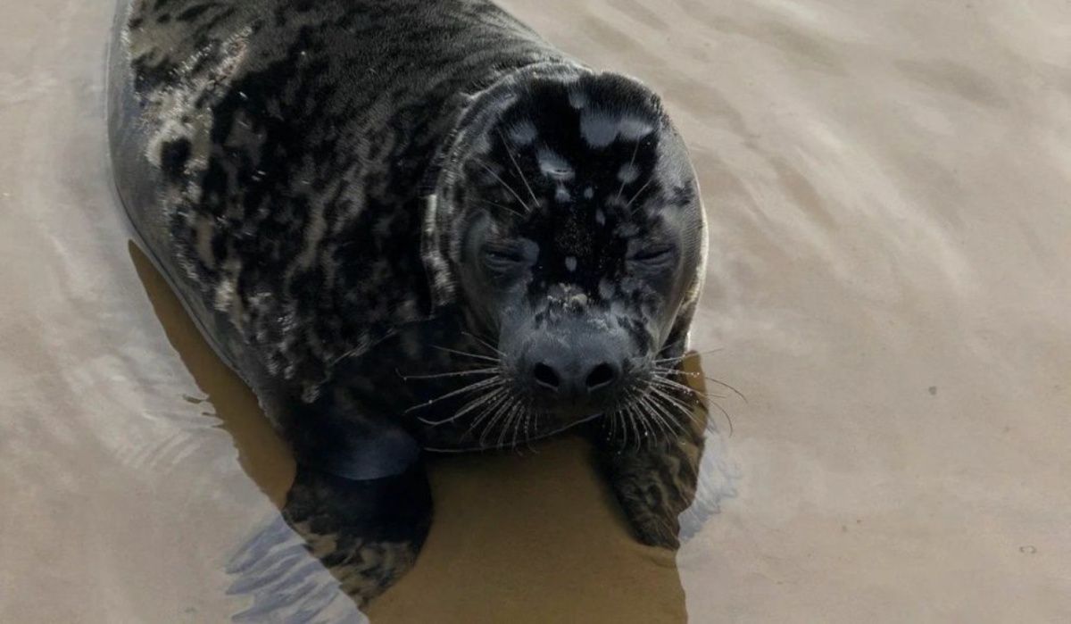 Фонд друзей балтийской нерпы выпустил пять серых тюленей в Финский залив