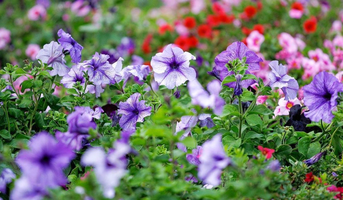 Петунии и бархатцы украсят клумбы Москвы