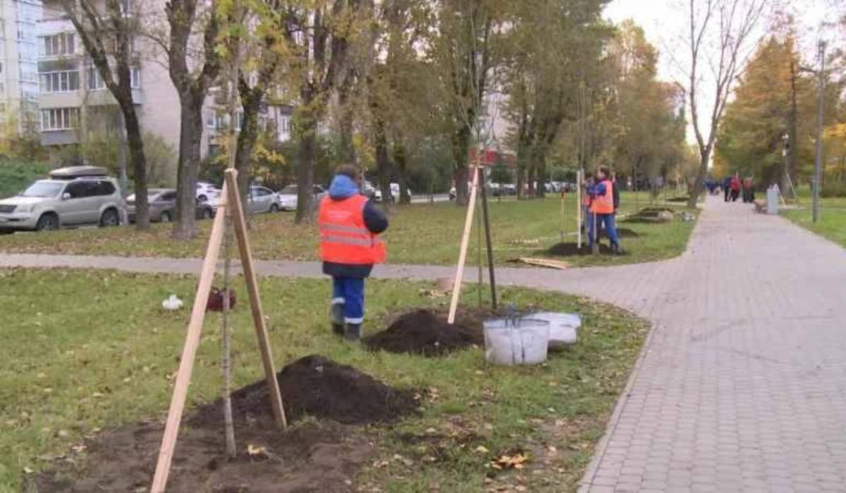 Более 70 клёнов высадили в одном из скверов Петербурга