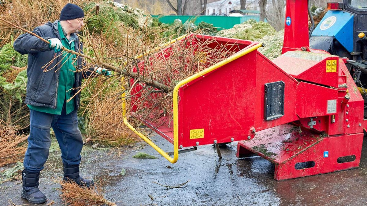 Более 20 тысяч хвойных деревьев сдали на утилизацию в Москве