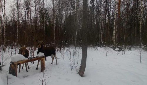 В Нижегородской области запретят охотиться на лося 