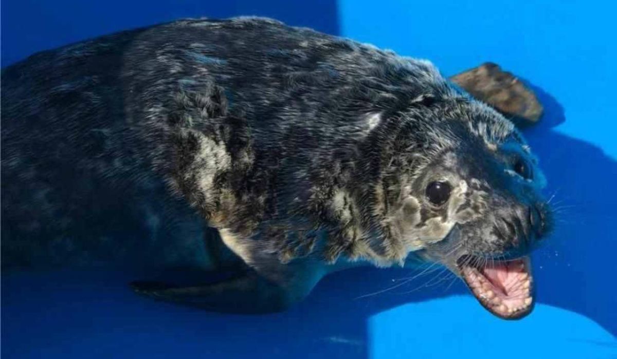 Тюлененка на берегу Финского залива спасли сотрудники Ленинградской АЭС