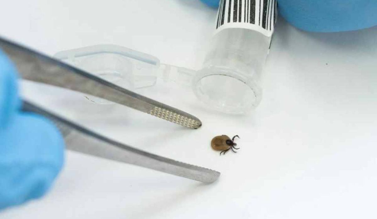 Клещ укусил второго ребенка в Нижегородской области