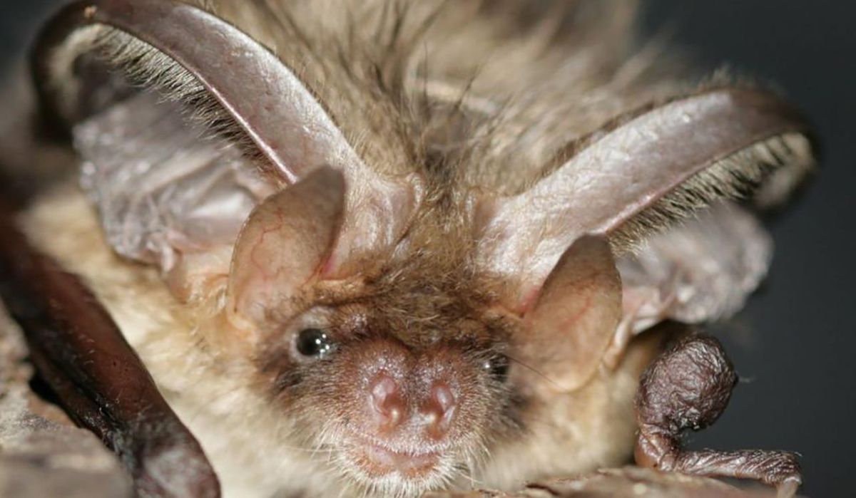 Летучие мыши проснулись в Москве