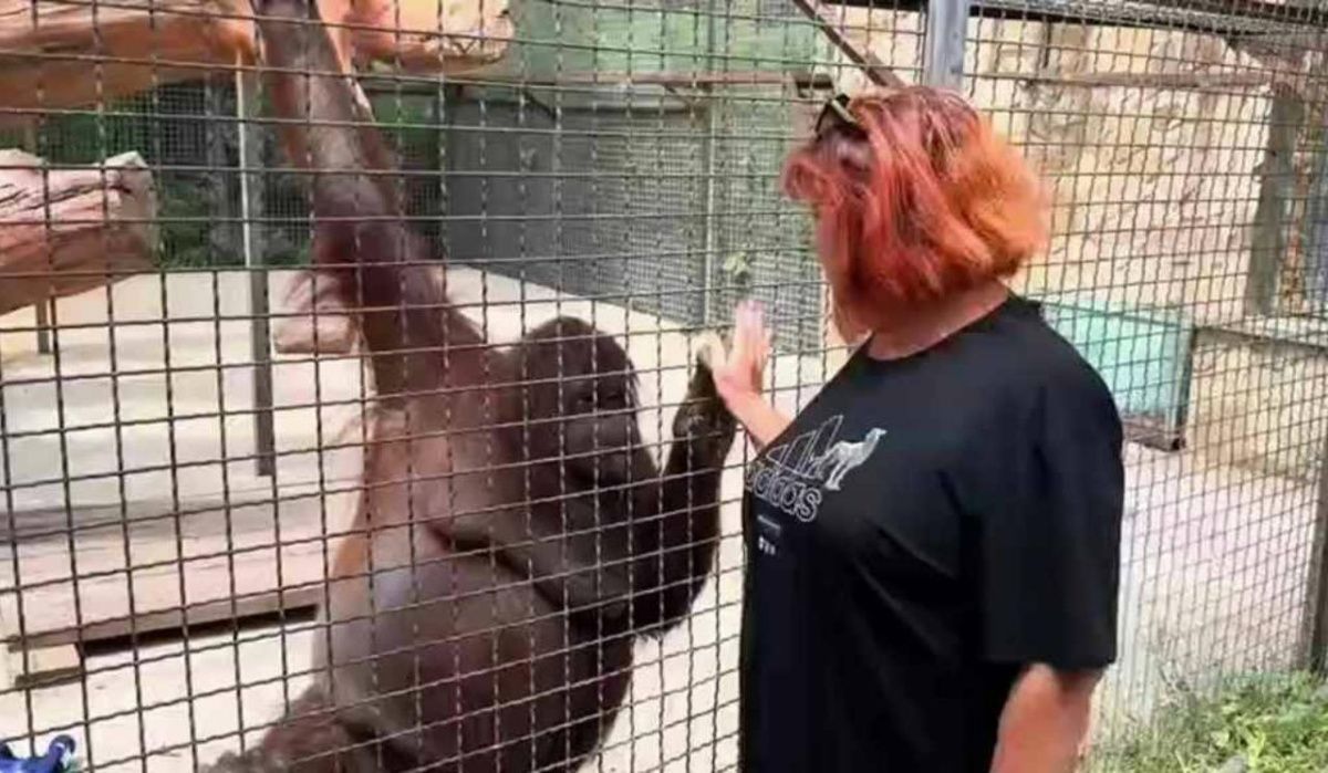 Лучкина извинилась за угощение орангутана вейпом