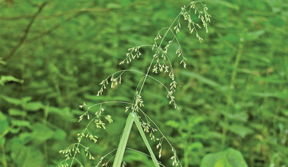 В Москве зацвели редкие виды злаков на природных территориях