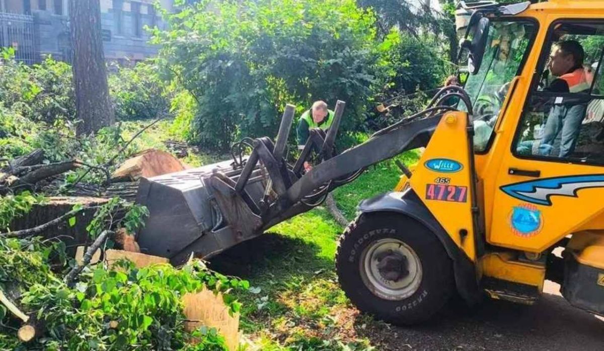 Почти 500 деревьев повалила стихия в Петербурге