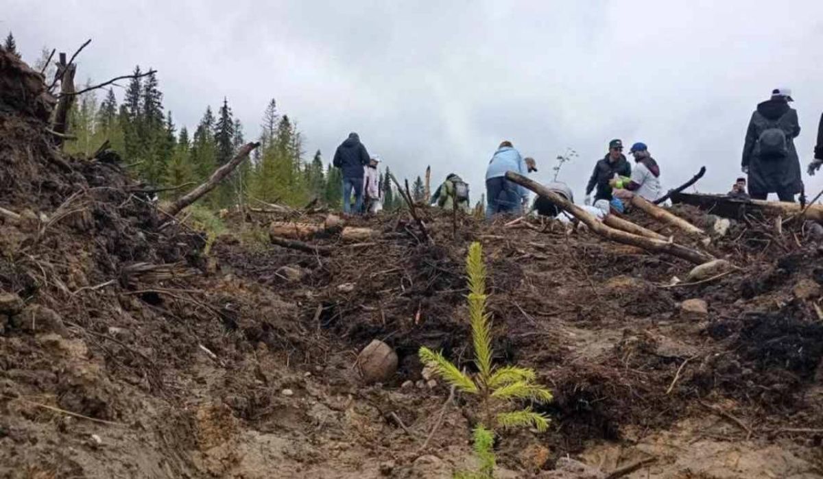 В Ленобласти за сутки высадили свыше 140 тысяч сосен и елей