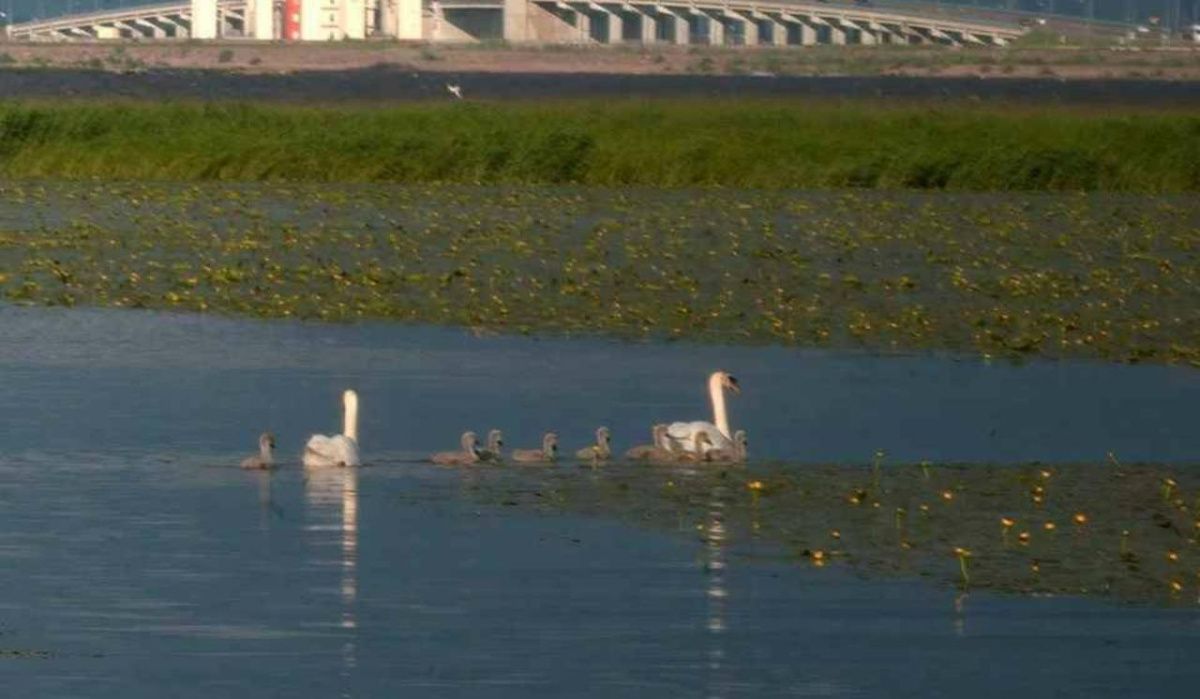 Кронштадтская пара лебедей-шипунов вывела рекордное количество птенцов