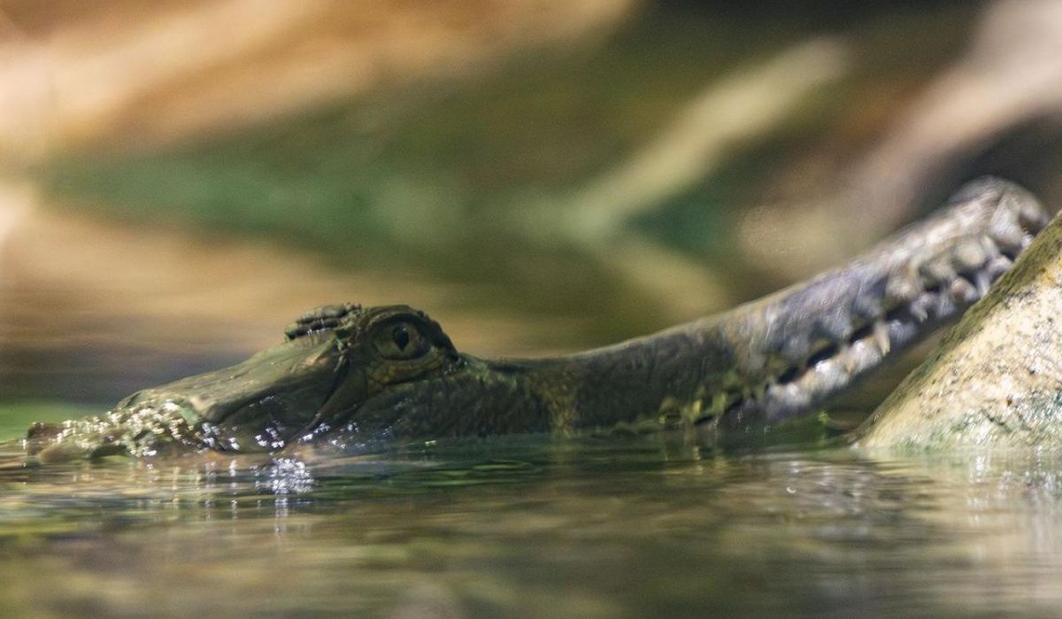 Новые обитатели прибыли в «Москвариум» на ВДНХ