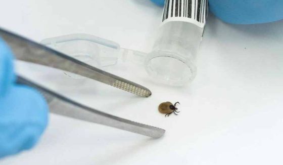 Клещ укусил второго ребенка в Нижегородской области