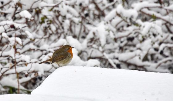 Нижний Новгород накроет аномальный снегопад: ожидается свыше 70 см снега