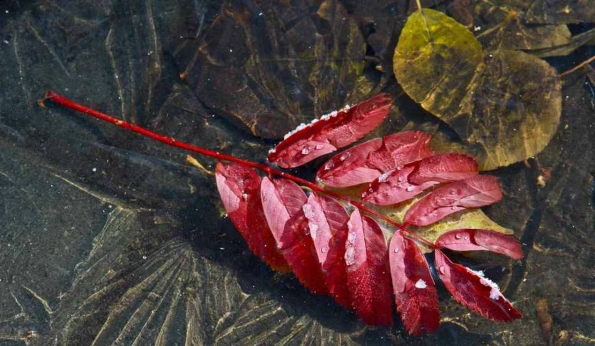 В Башкирию на этой неделе придут первые осенние заморозки