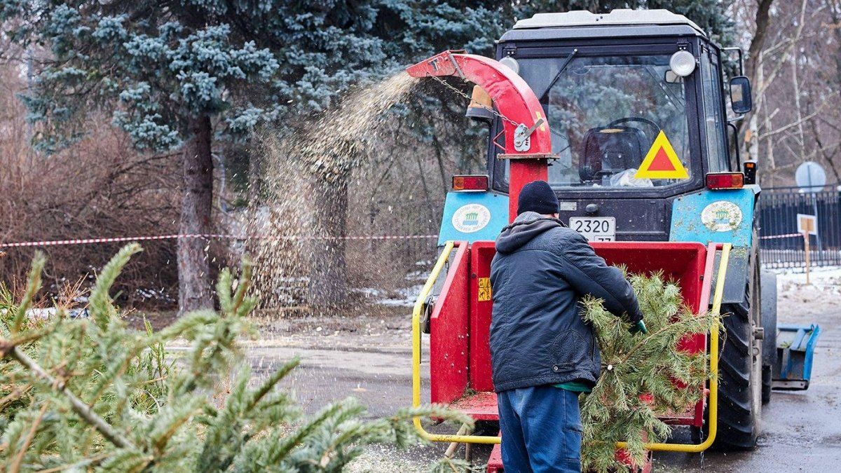 &quot;Елочный круговорот&quot;: куда деть елку после праздников