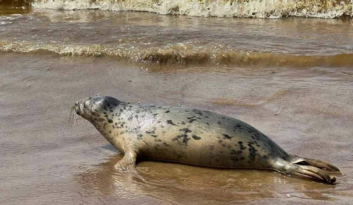 В Петербурге устроили выпускной для пятерых балтийских нерп