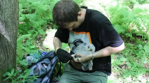 В Нижегородской области спасли популяцию сов, перенеся рубку деревьев