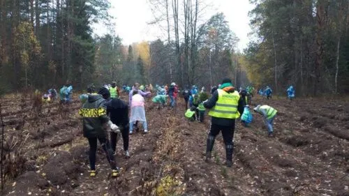 По итогам акции "Сохраним лес" Нижегородская область заняла лидирующую позицию